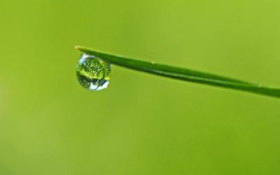 A single green leaf with a drop of morning dew on it.
